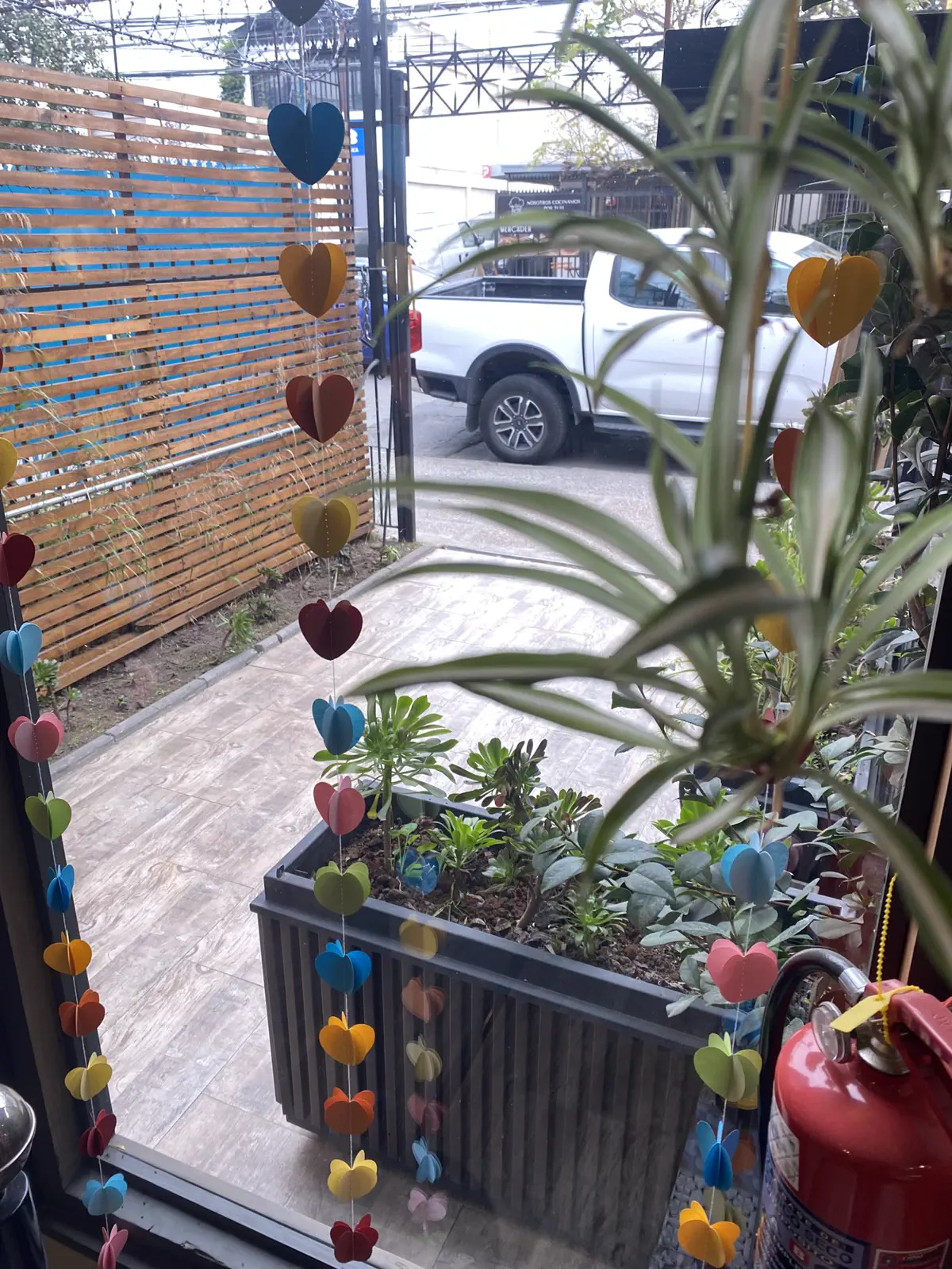 Plantas a la venta en el local